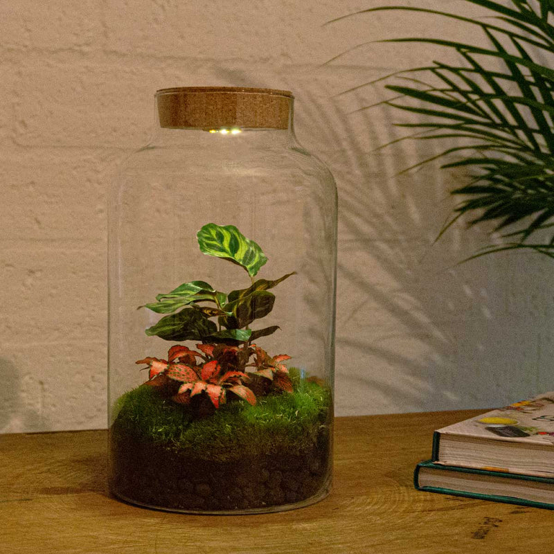 Terrarium Diy Kit - Milky Calathea With Light - Bottle Garden - ↑ 31 Cm