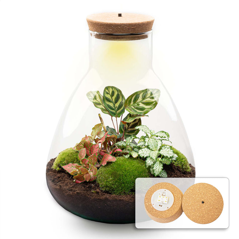 Terrarium Diy Kit - Sam Calathea With Light - Bottle Garden - ↑ 30 Cm