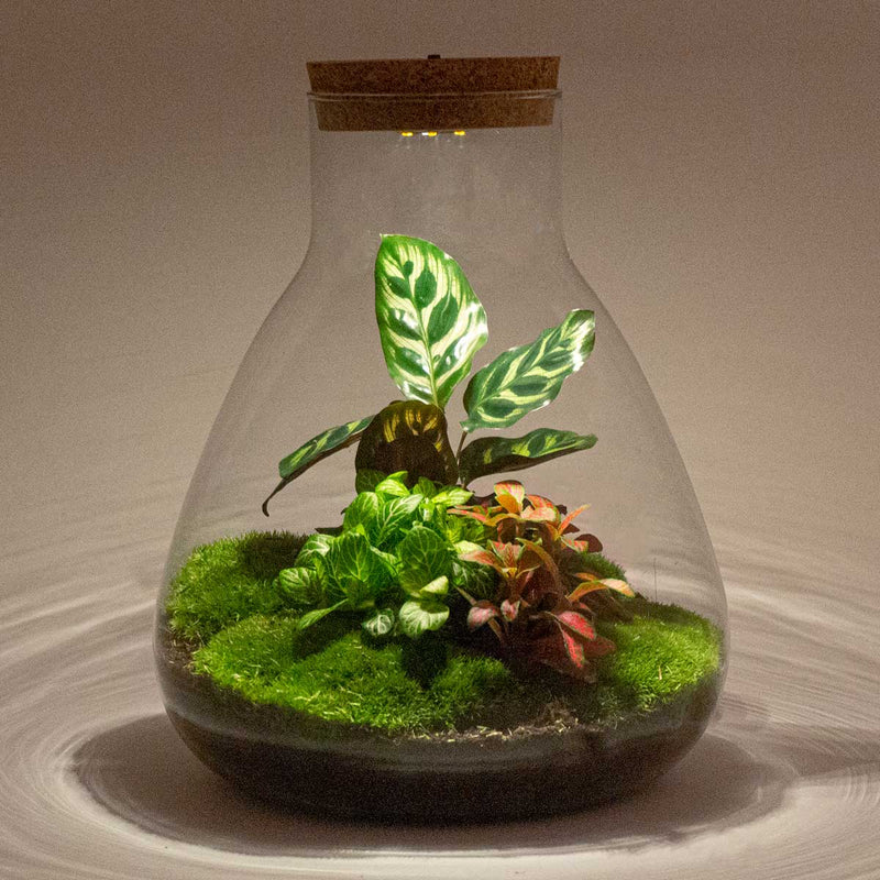 Terrarium Diy Kit - Sam Calathea With Light - Bottle Garden - ↑ 30 Cm