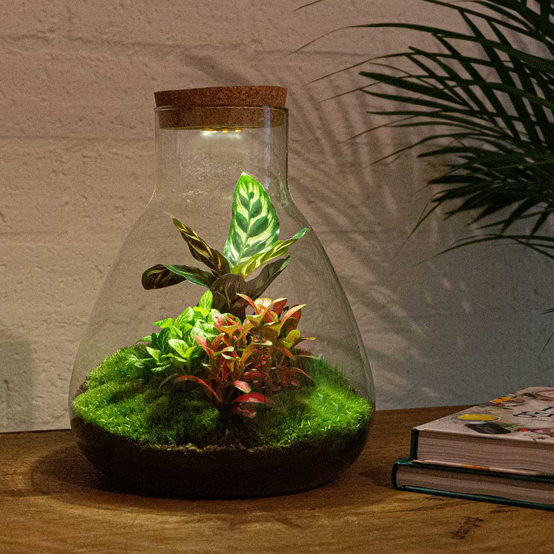 Terrarium Diy Kit - Sam Calathea With Light - Bottle Garden - ↑ 30 Cm