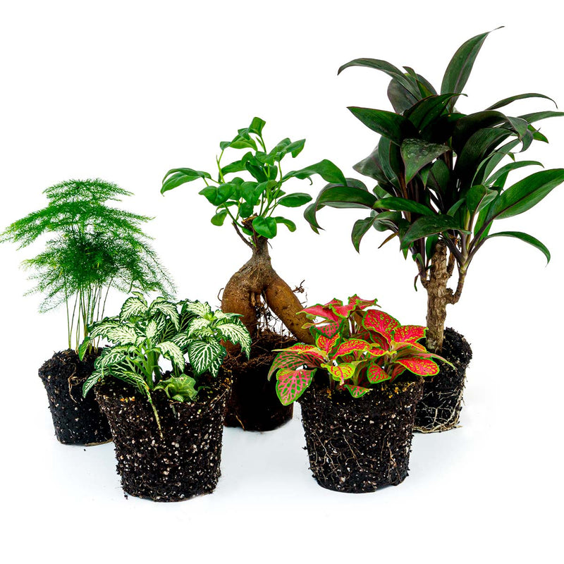 Plant Terrarium Set - Bonsai - 5 Plants - Ficus Ginseng Bonsai - Palm - Asparagus - Red & White Fittonia