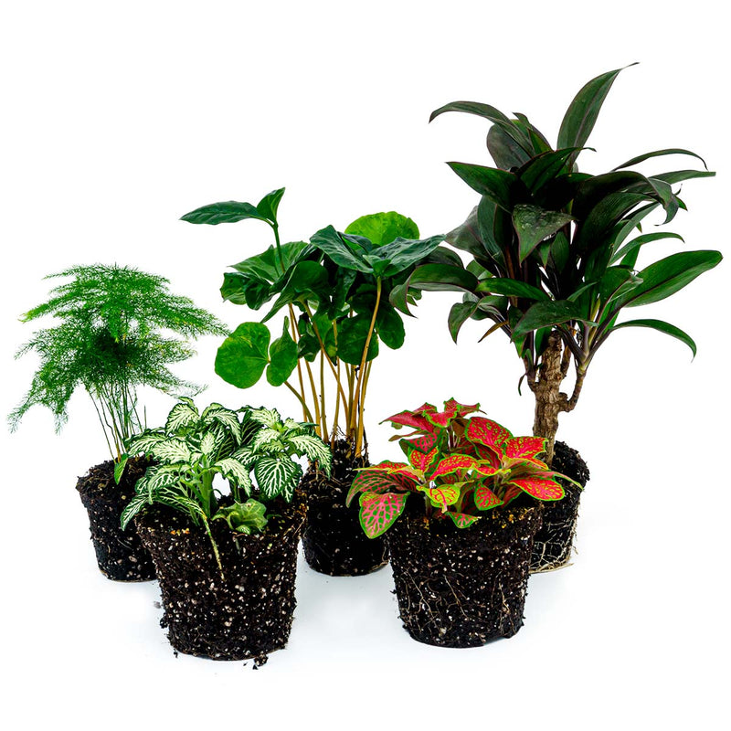 Plant Terrarium Set - Coffea Arabica - 5 Plants - Coffea Arabica - Palm - Asparagus - Red & White Fittonia