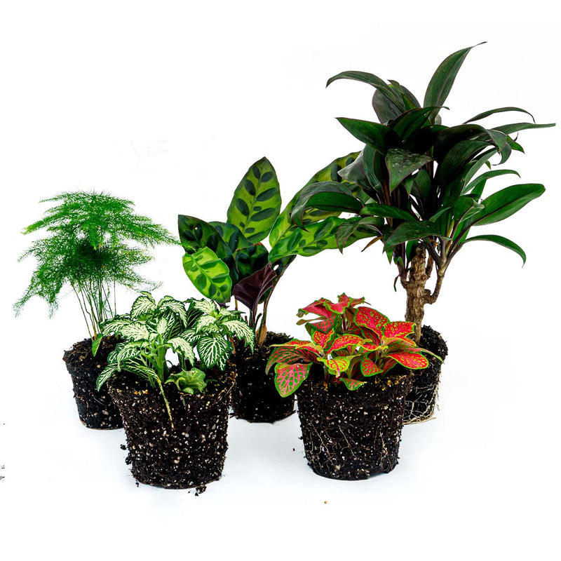 Plant Terrarium Set - Lancifolia - 5 Plants - Palm - Calathea Lancifolia - Asparagus - Red & White Fittonia