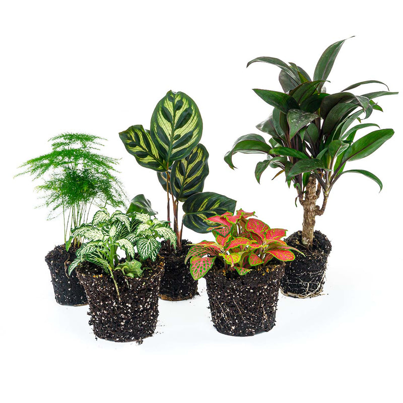 Plant Terrarium Set - Makoyana - 5 Plants  - Palm - Calathea Makoyana - Asparagus - Red & White Fittonia