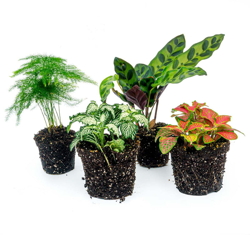 Plant Set - Lancifolia - 4 Plants - Calathea Lancifolia - Asparagus - Red & White Fittonia