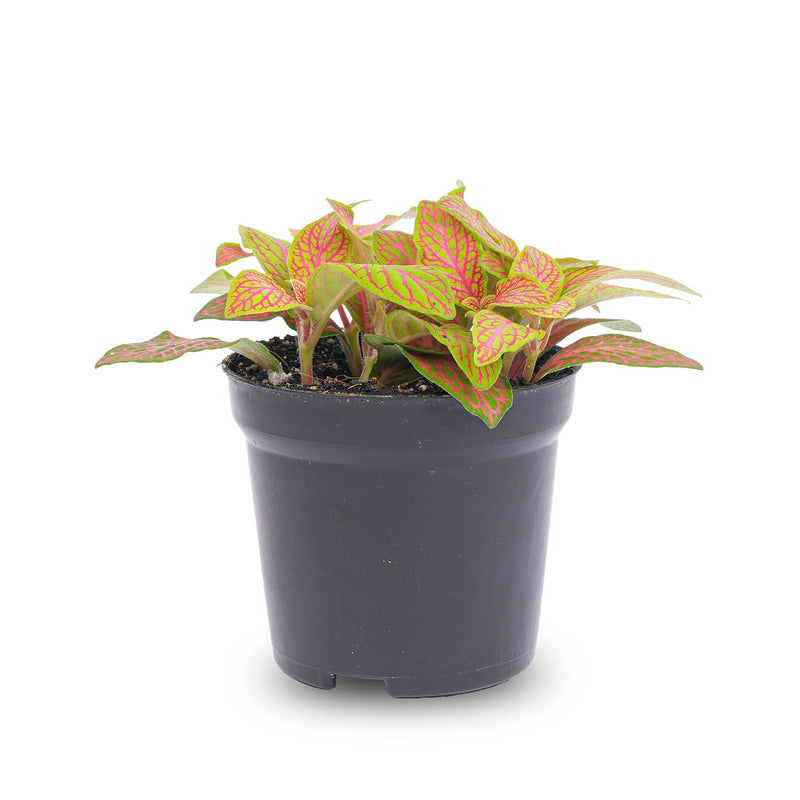 Fittonia Orange - Pink - Ruby Lime - Mosaic Plant