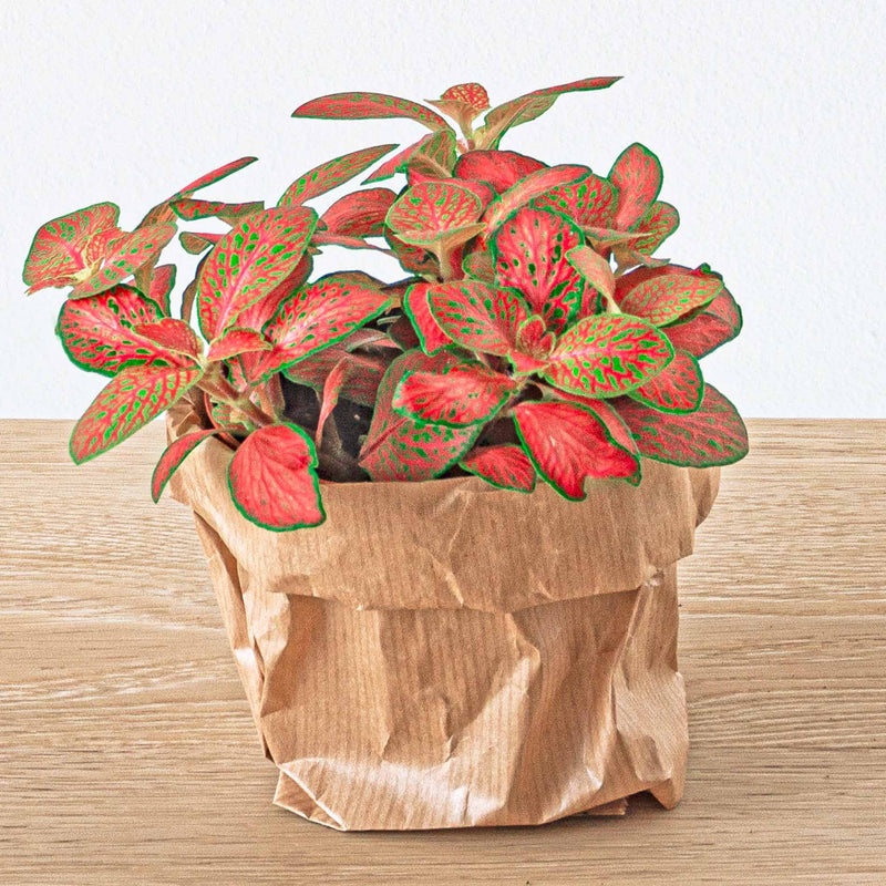 Fittonia Orange - Pink - Ruby Lime - Mosaic Plant