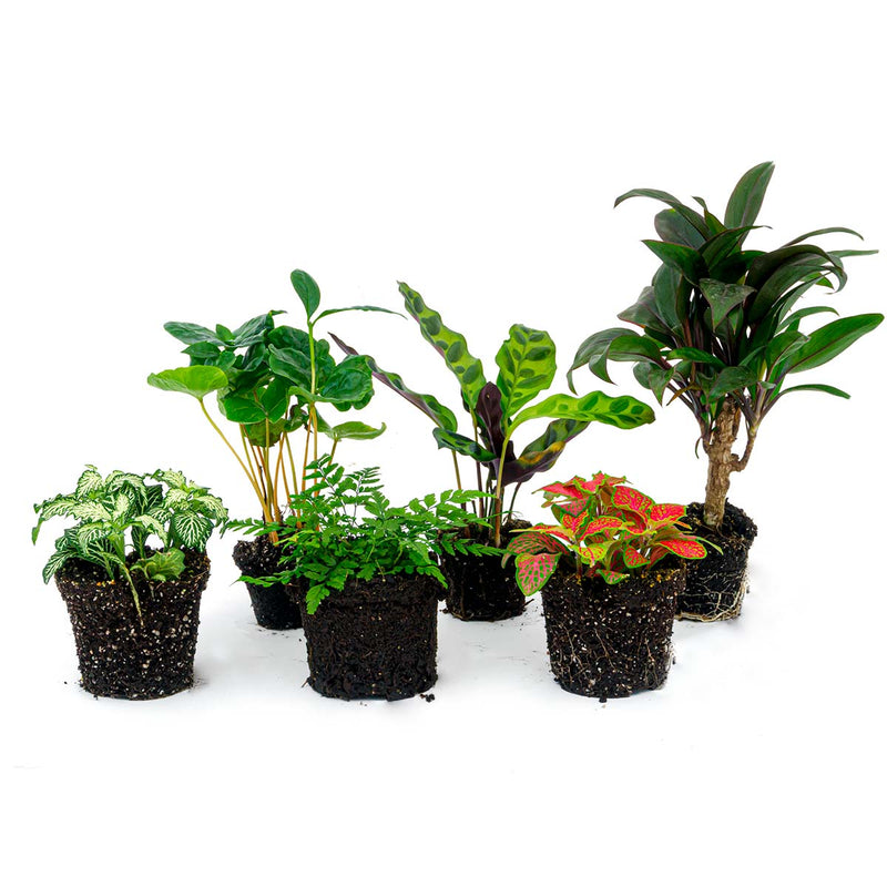 Plant Terrarium Set - Jungle Boost - 6 Plants - Palm - Calathea Lancifolia - Coffea Arabica - Fern - Red & White Fittonia