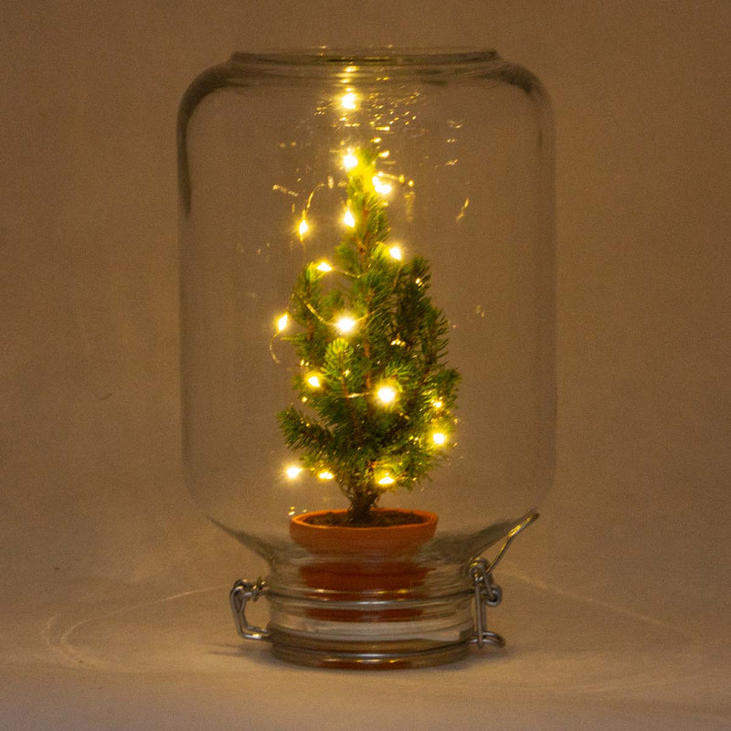 Easyplant - Mini Christmas Tree - Diy Terrarium Kit - ↑ 28 Cm