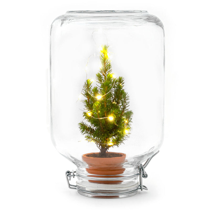 Easyplant - Mini Christmas Tree - Diy Terrarium Kit - ↑ 28 Cm