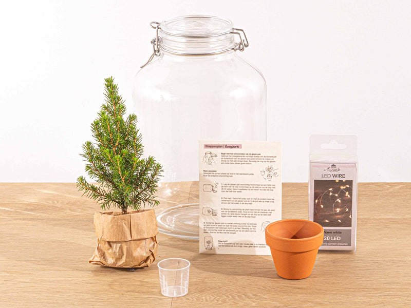 Easyplant - Mini Christmas Tree - Diy Terrarium Kit - ↑ 28 Cm