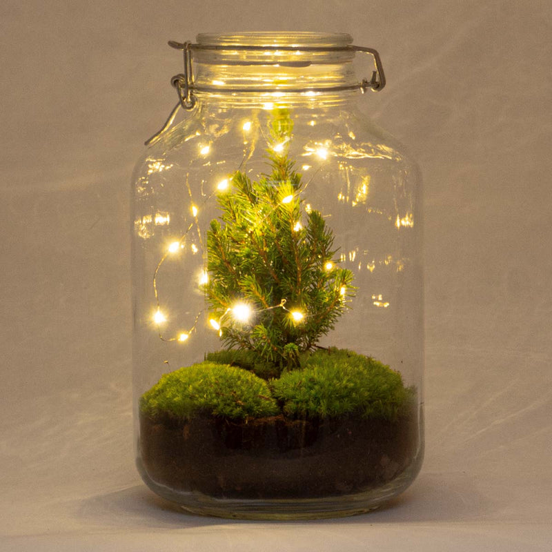 Jar Terrarium Kit - Table Christmas Tree - Bottle Garden - With Lighting - ↑ 28 Cm