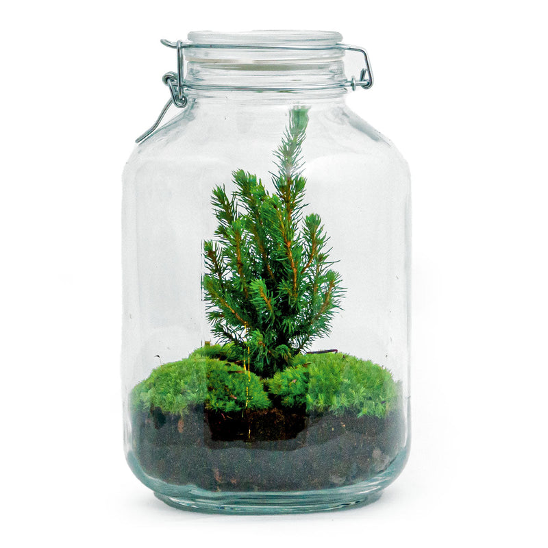 Jar Terrarium Kit - Table Christmas Tree - Bottle Garden - With Lighting - ↑ 28 Cm