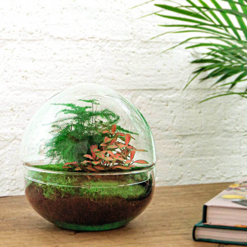 Terrarium Diy Kit - Dome Red - Bottle Garden - ↑ 20 Cm