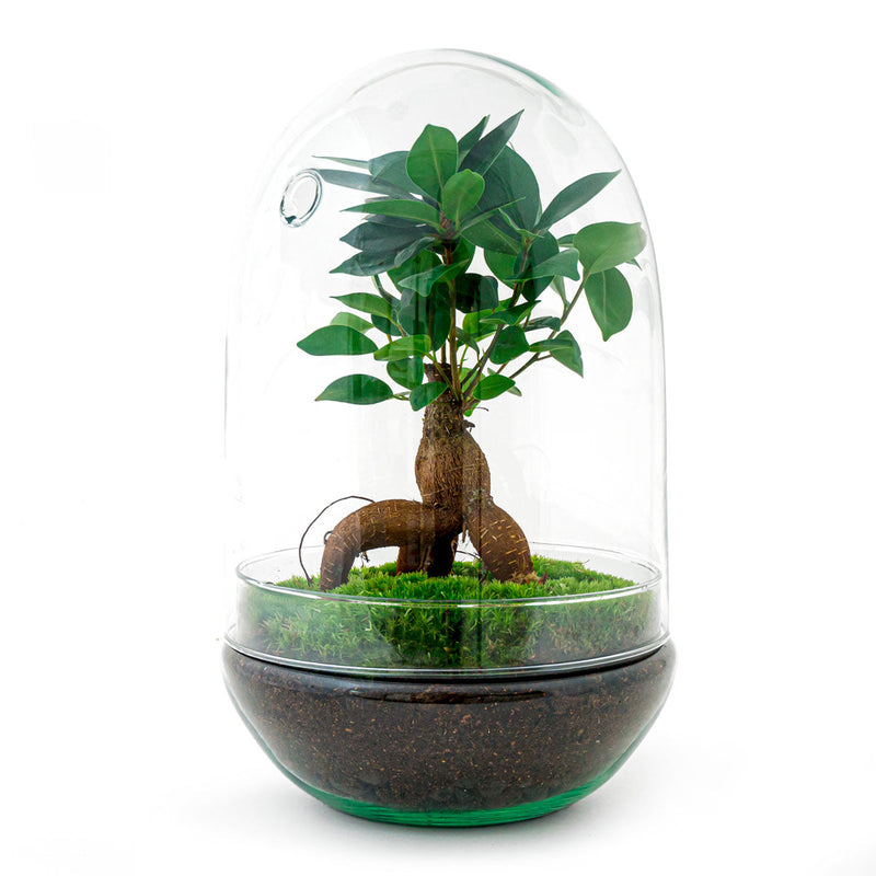 Terrarium Diy Kit - Egg Xl Bonsai - Bottle Garden - ↑ 30 Cm