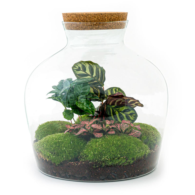 Terrarium Diy Kit - Fat Joe Coffea - Bottle Garden- ↑ 30 Cm