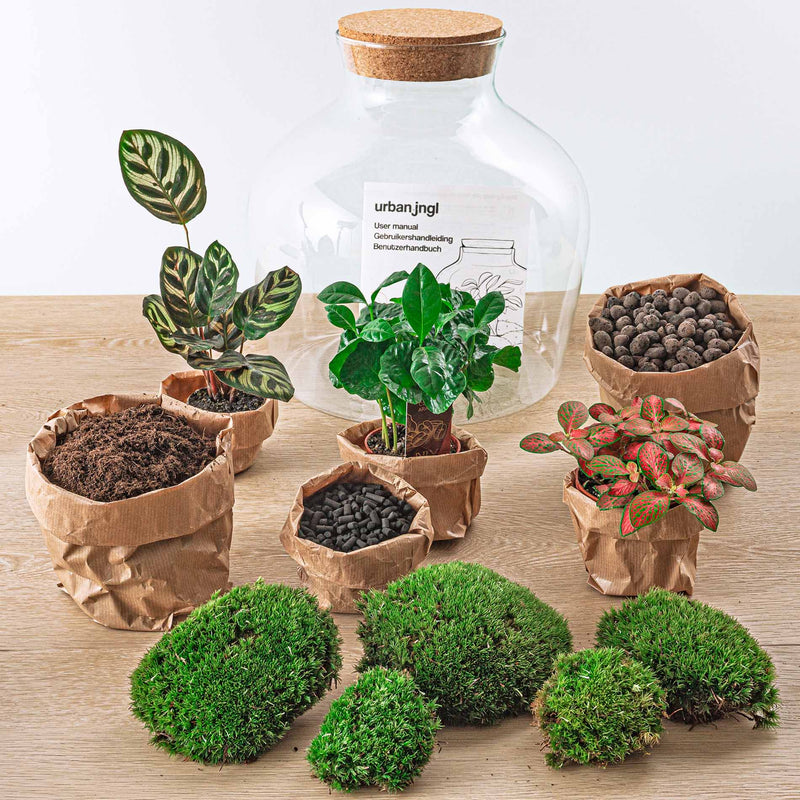 Terrarium Diy Kit - Fat Joe Coffea - Bottle Garden- ↑ 30 Cm