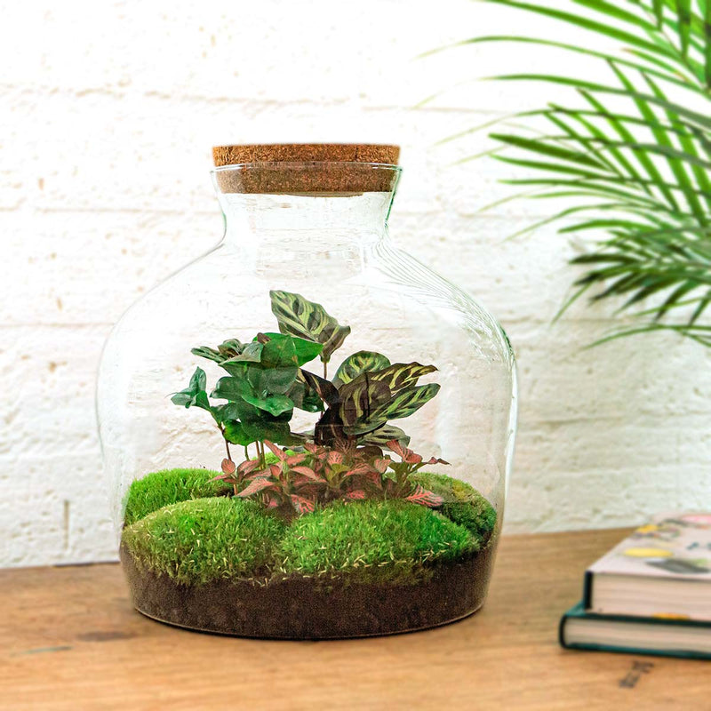 Terrarium Diy Kit - Fat Joe Coffea - Bottle Garden- ↑ 30 Cm