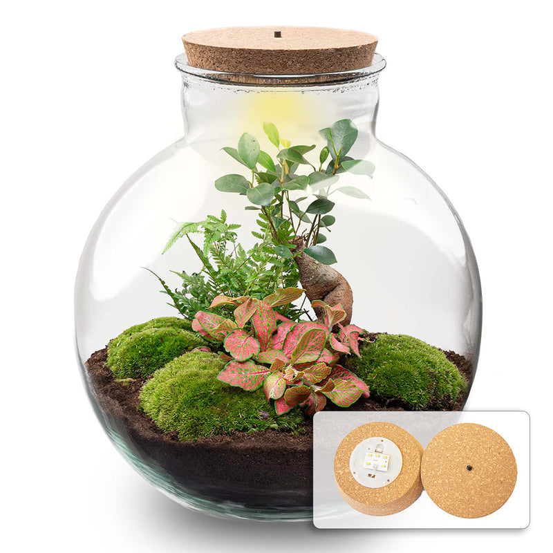 Terrarium Diy Kit - Bolder Bob Bonsai - Bottle Garden - ↑ 30 Cm