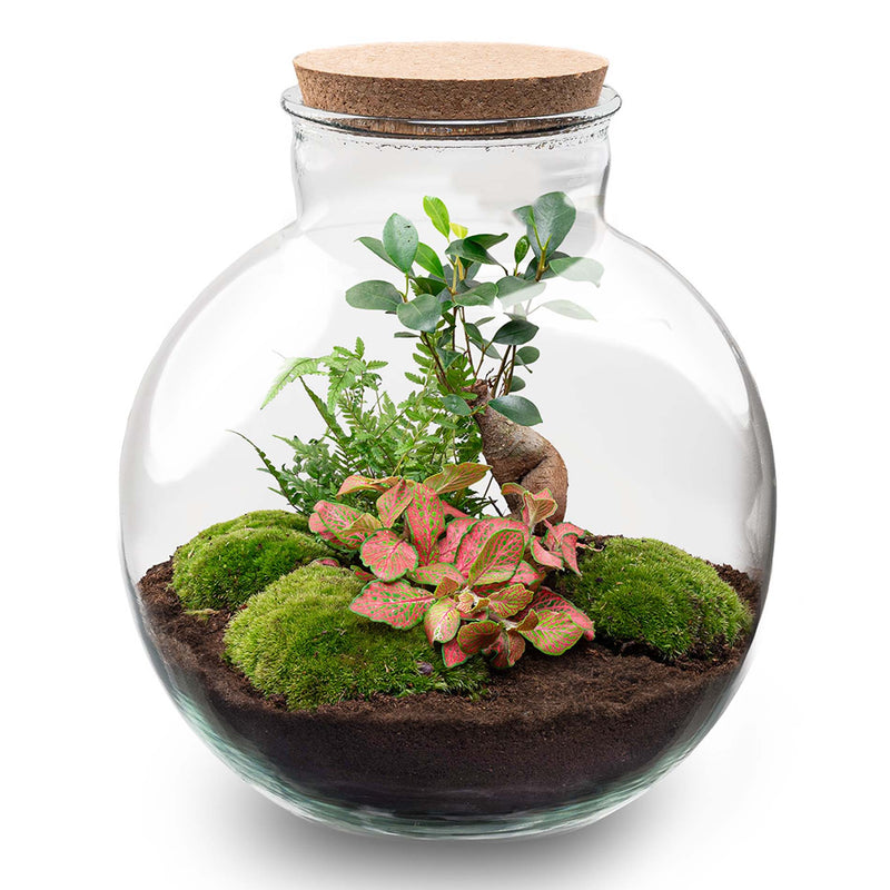 Terrarium Diy Kit - Bolder Bob Bonsai - Bottle Garden - ↑ 30 Cm