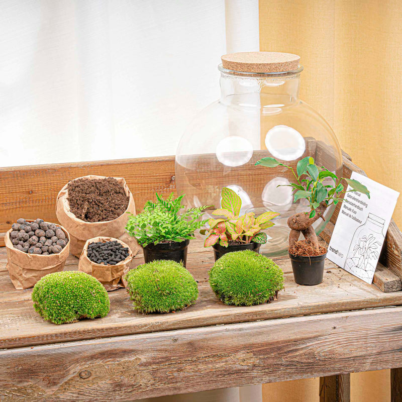 Terrarium Diy Kit - Bolder Bob Bonsai - Bottle Garden - ↑ 30 Cm