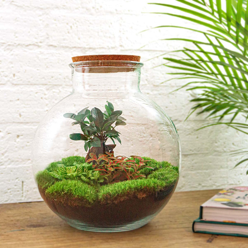 Terrarium Diy Kit - Bolder Bob Bonsai - Bottle Garden - ↑ 30 Cm