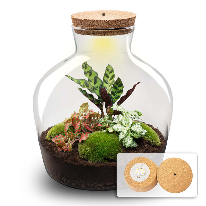 Terrarium Diy Kit - Fat Joe Red - Bottle Garden - ↑ 30 Cm