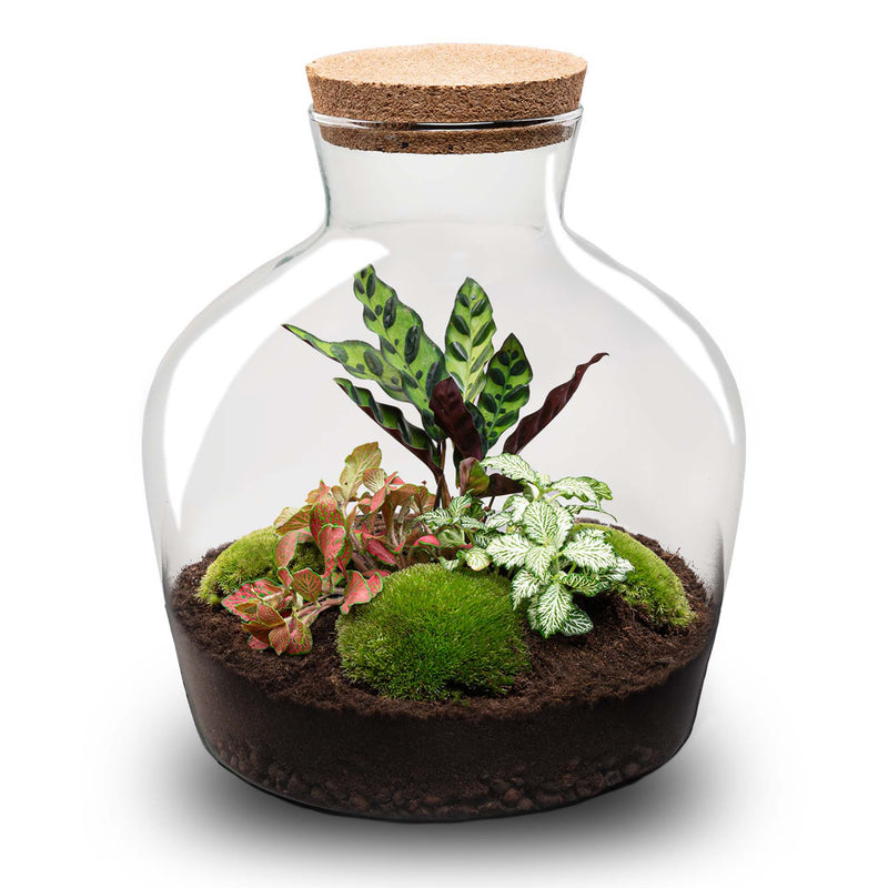 Terrarium Diy Kit - Fat Joe Red - Bottle Garden - ↑ 30 Cm