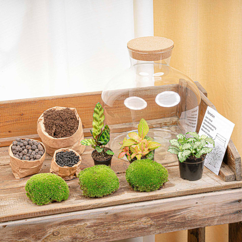 Terrarium Diy Kit - Fat Joe Red - Bottle Garden - ↑ 30 Cm