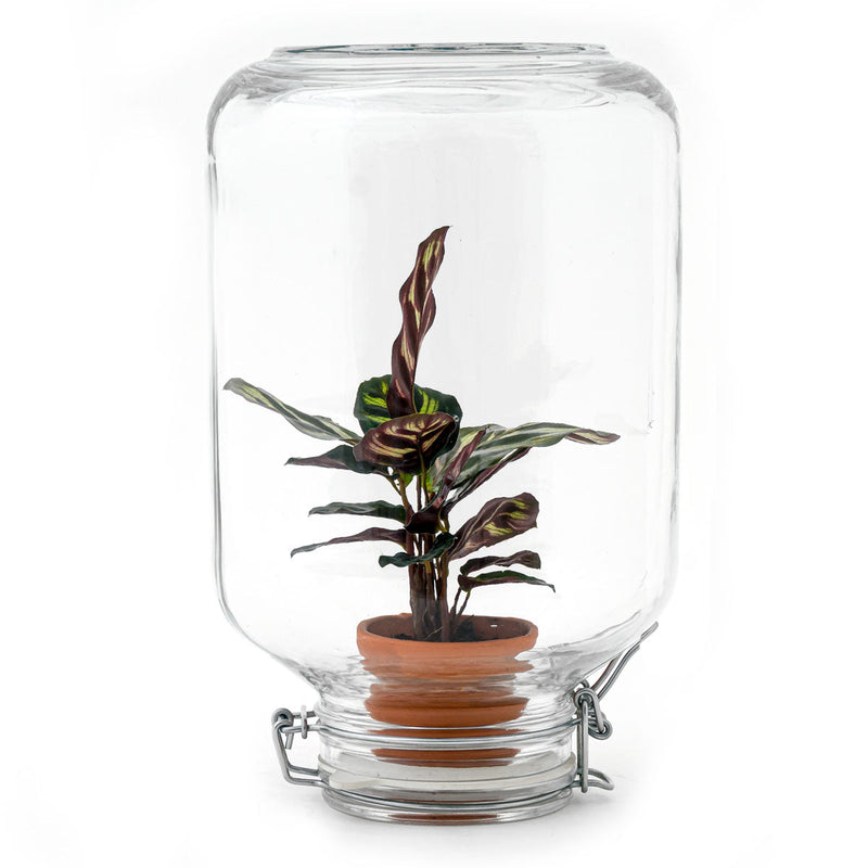 Terrarium Diy Kit - Easyplant  - ↑ 28 Cm