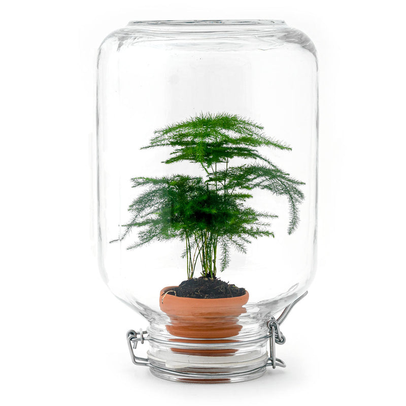 Terrarium Diy Kit - Easyplant  - ↑ 28 Cm