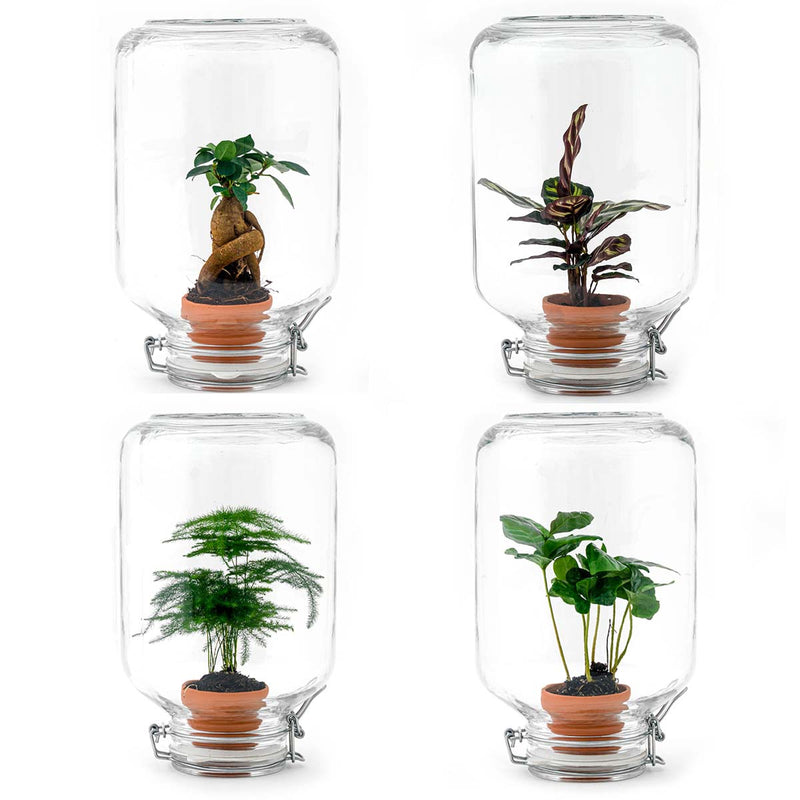 Terrarium Diy Kit - Easyplant  - ↑ 28 Cm