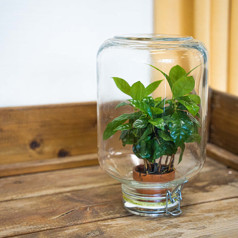 Terrarium Diy Kit - Easyplant  - ↑ 28 Cm