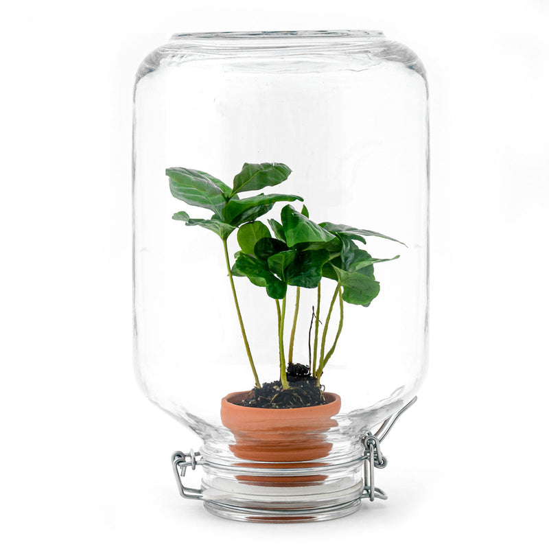 Terrarium Diy Kit - Easyplant  - ↑ 28 Cm