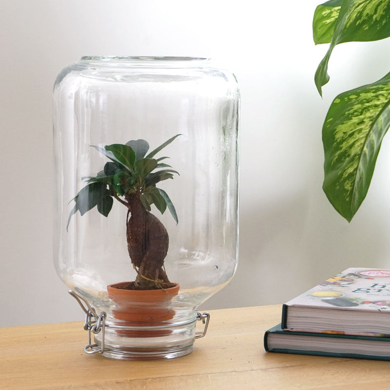 Terrarium Diy Kit - Easyplant  - ↑ 28 Cm