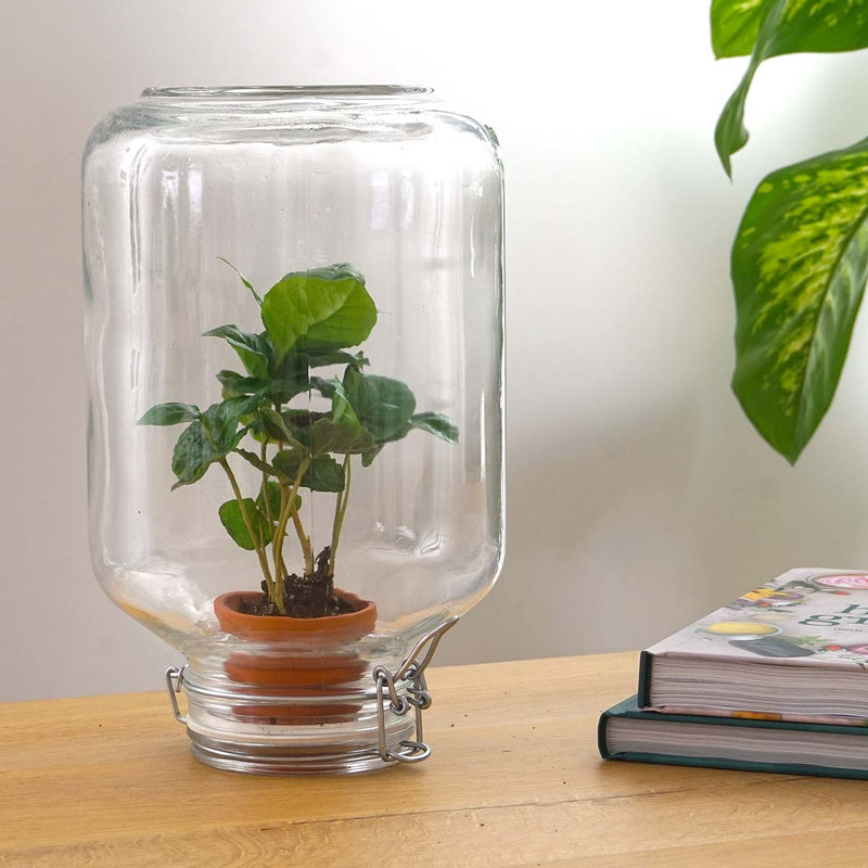 Terrarium Diy Kit - Easyplant  - ↑ 28 Cm