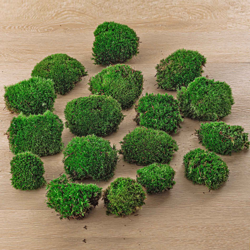 Live Cushion Moss - Premium Fresh Moss - Bun Moss - Pillow Moss - Leucobryum Glaucum