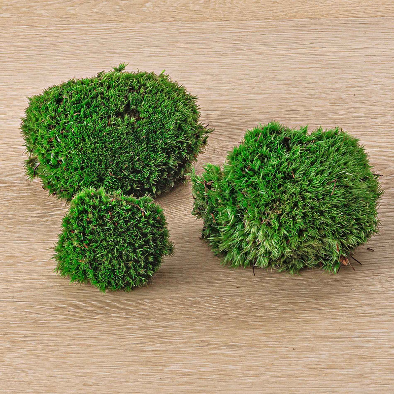 Live Cushion Moss - Premium Fresh Moss - Bun Moss - Pillow Moss - Leucobryum Glaucum