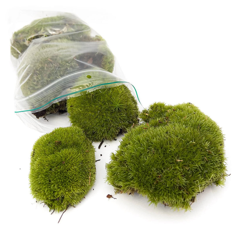 Live Cushion Moss - Premium Fresh Moss - Bun Moss - Pillow Moss - Leucobryum Glaucum