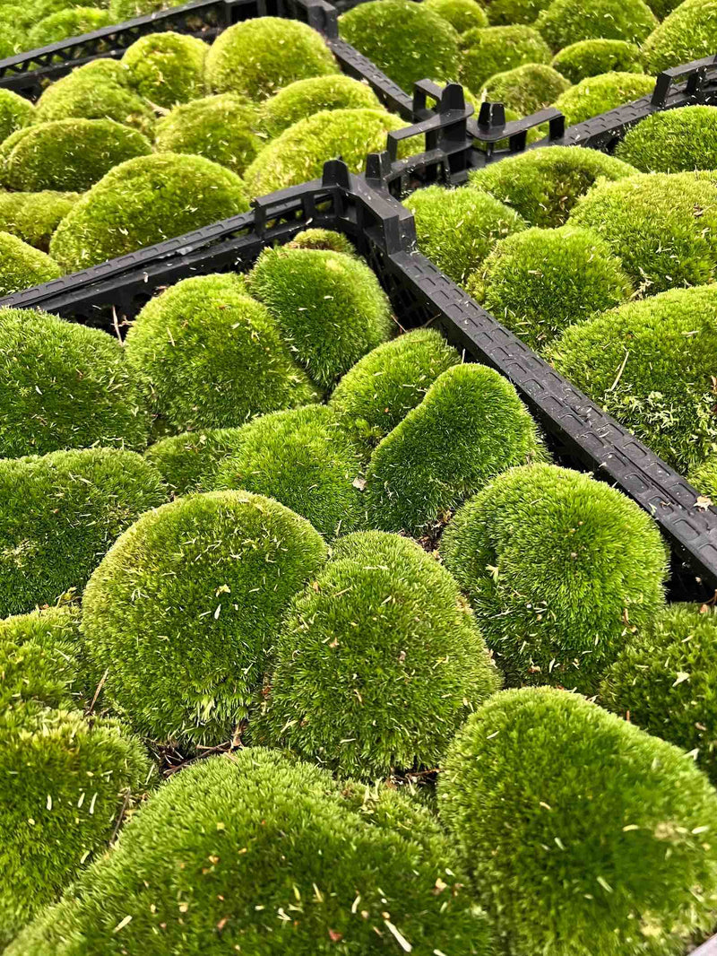 Live Cushion Moss - Premium Fresh Moss - Bun Moss - Pillow Moss - Leucobryum Glaucum