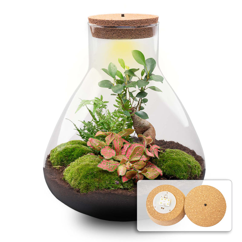 Terrarium Diy Kit - Sam Xl Bonsai -  Fittonia - Fern -  Bottle Garden - ↑ 35 Cm