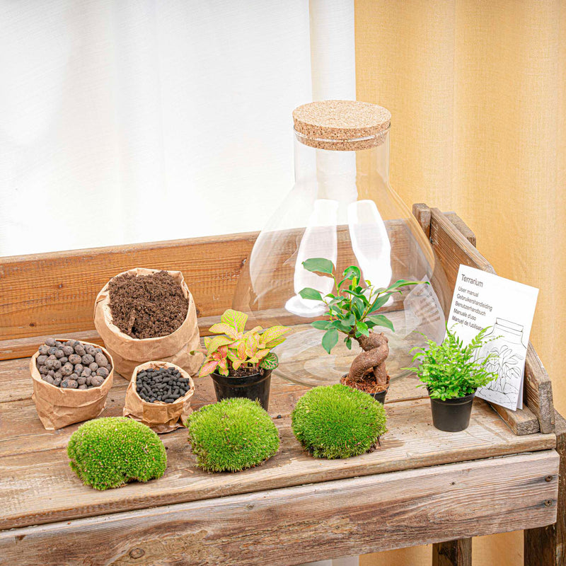 Terrarium Diy Kit - Sam Xl Bonsai -  Fittonia - Fern -  Bottle Garden - ↑ 35 Cm