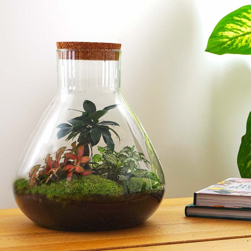 Terrarium Diy Kit - Sam Xl Bonsai -  Fittonia - Fern -  Bottle Garden - ↑ 35 Cm