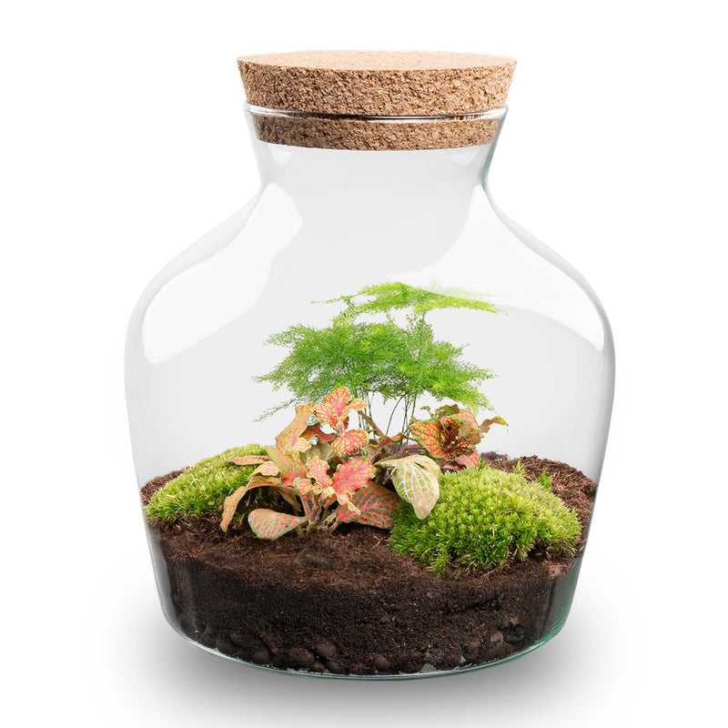 Terrarium Diy Kit - Little Joe - Bottle Garden - ↑ 21.5 Cm