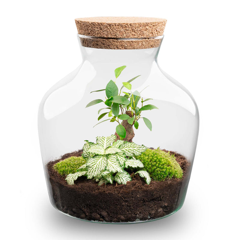 Terrarium Diy Kit - Little Joe - Bottle Garden - ↑ 21.5 Cm