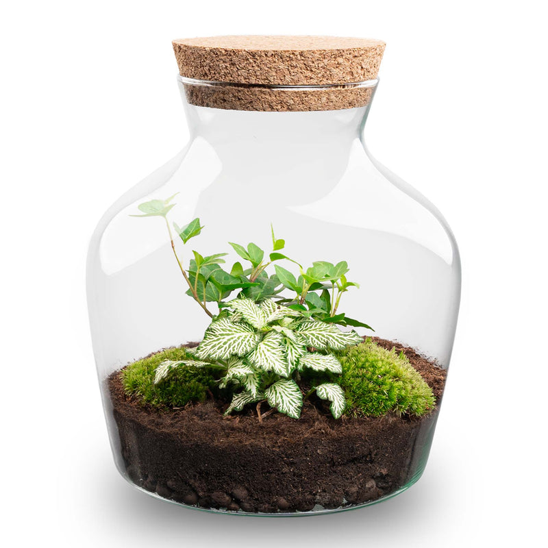 Terrarium Diy Kit - Little Joe - Bottle Garden - ↑ 21.5 Cm