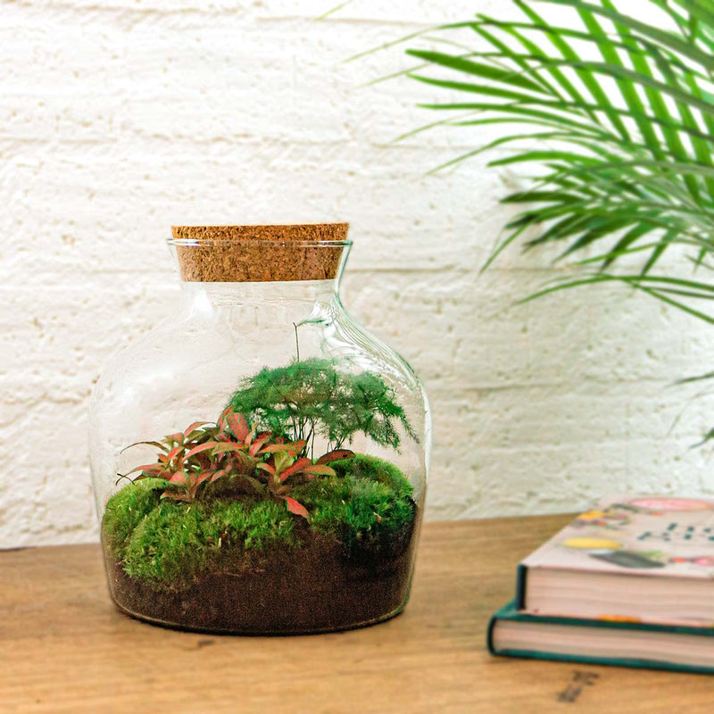 Terrarium Diy Kit - Little Joe - Bottle Garden - ↑ 21.5 Cm