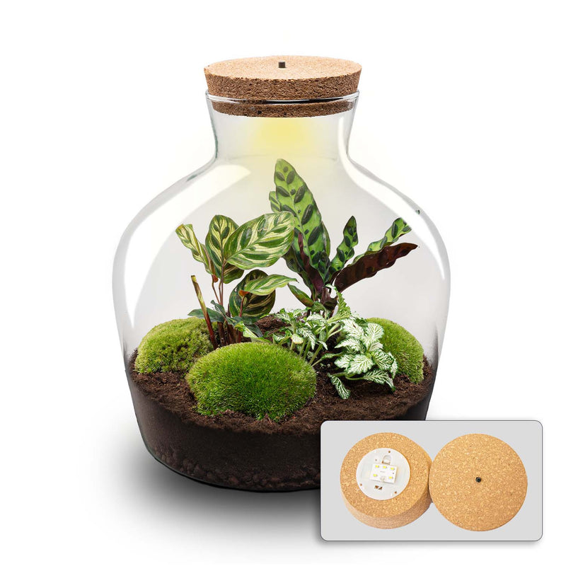 Terrarium Diy Kit - Fat Joe - Bottle Garden - ↑ 30 Cm