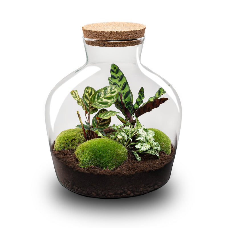 Terrarium Diy Kit - Fat Joe - Bottle Garden - ↑ 30 Cm