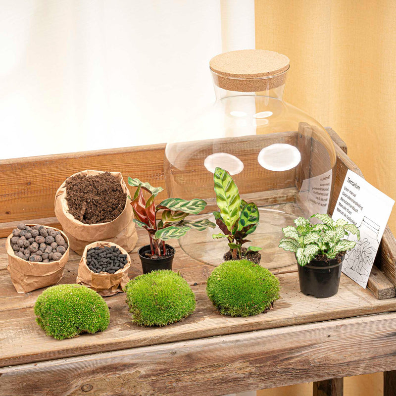 Terrarium Diy Kit - Fat Joe - Bottle Garden - ↑ 30 Cm